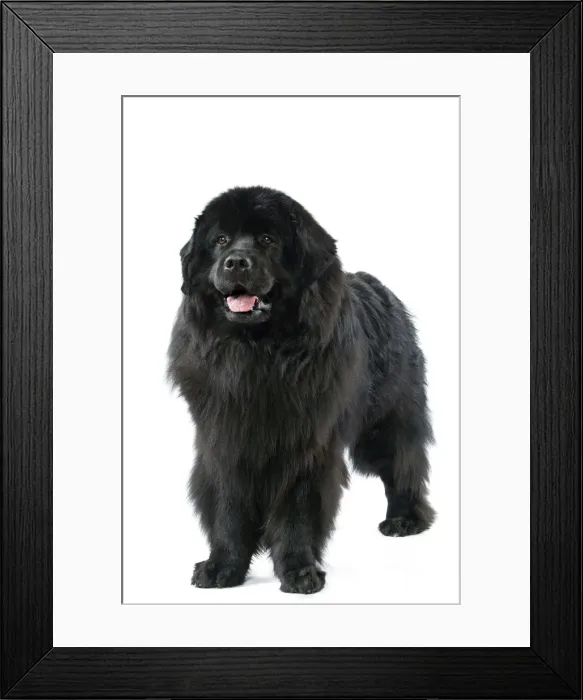 Framed Print : Newfoundland Dog Framed Print : Newfoundland Dog