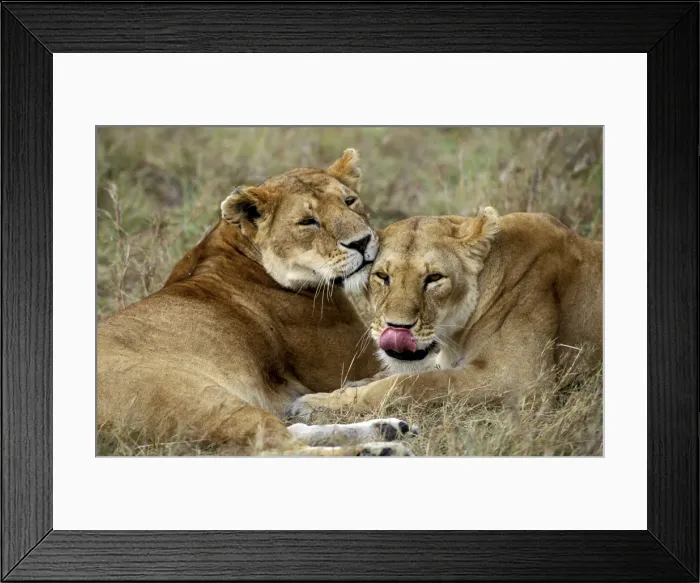 Framed Print : Lion. LA-8782. Lion resting. panthera leo. Jean-Michel Labat. Framed Print : Lion. LA-8782. Lion resting. panthera leo. Jean-Michel Labat.
