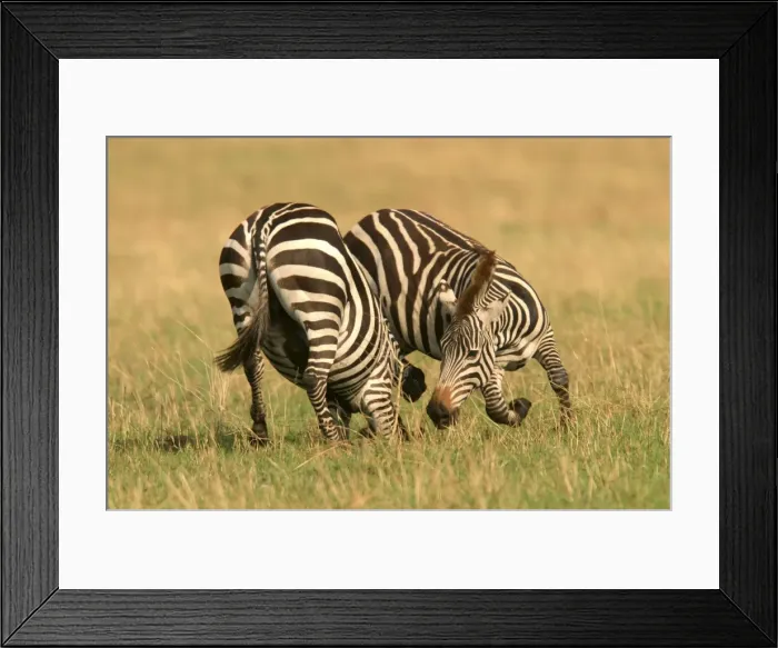 Framed Print : Burchell's / Common / Plains Zebra LA 645 Equus burchelli © J. M. Labat / ardea. com Framed Print : Burchell's / Common / Plains Zebra LA 645 Equus burchelli © J. M. Labat / ardea. com