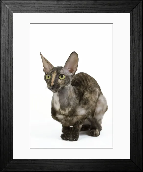 Framed Print : Cat - Rex Cornish in studio Framed Print : Cat - Rex Cornish in studio