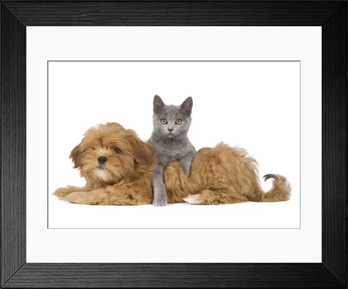 Framed Print : Dog & Cat - Lhassa Apso puppy with Chartreux Kitten in studio