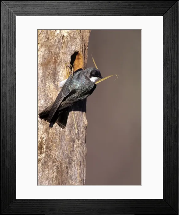 Framed Print : Tree Swallow - nestbuilding Framed Print : Tree Swallow - nestbuilding