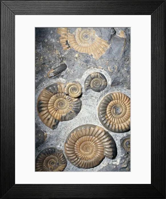 Framed Print : Ammonite Fossil - 186 million years, Early Jurassic UK Framed Print : Ammonite Fossil - 186 million years, Early Jurassic UK
