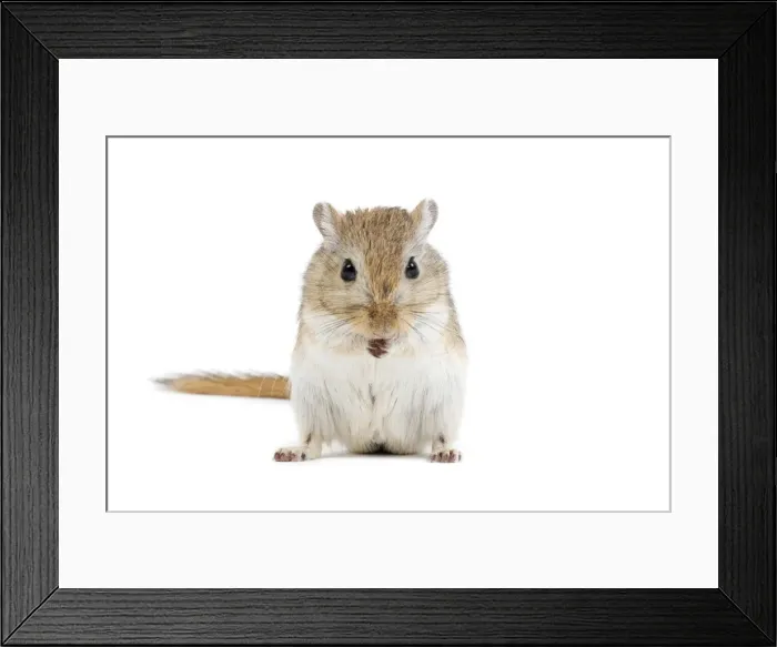 Framed Print : Gerbil - in studio Framed Print : Gerbil - in studio