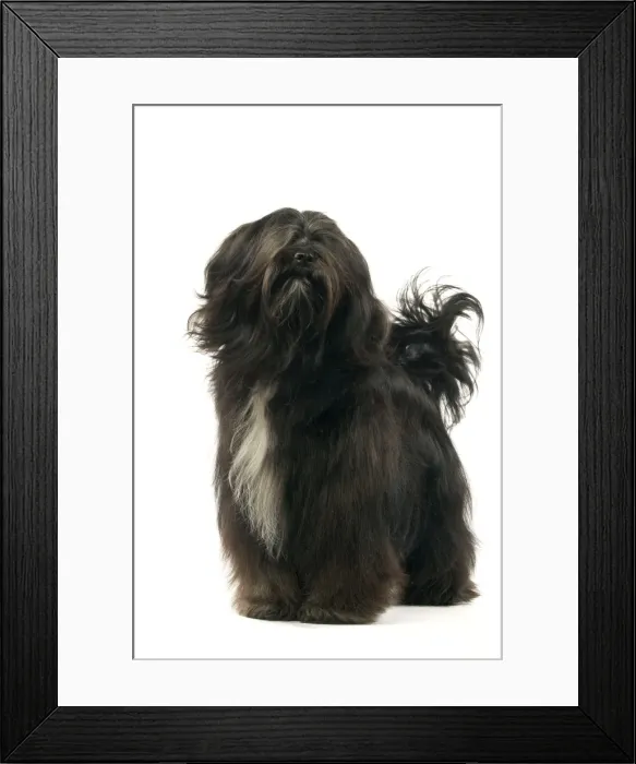 Framed Print : Dog - Tibetan Terrier Framed Print : Dog - Tibetan Terrier