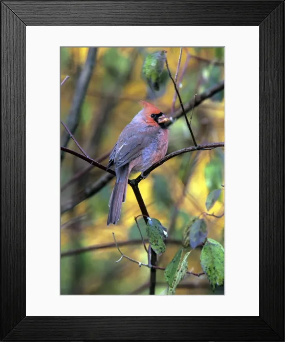 Framed Print : Northern Cardinal - female - 1st year Framed Print : Northern Cardinal - female - 1st year