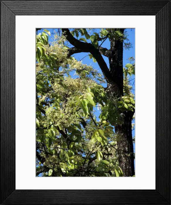 Framed Print : Sal Blossom - Bandhavgarh National Park - Madhya Pradesh Framed Print : Sal Blossom - Bandhavgarh National Park - Madhya Pradesh