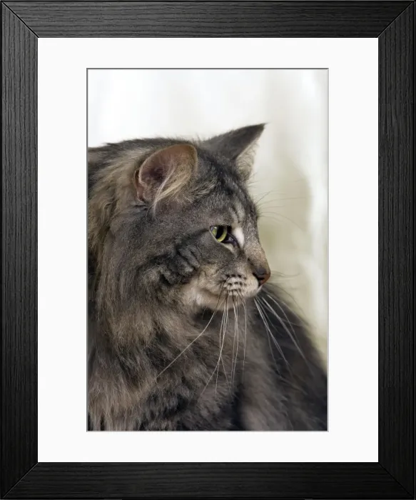 Framed Print : Norwegian Forest Cat Framed Print : Norwegian Forest Cat