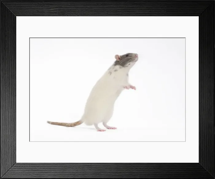 Framed Print : Rat - in studio on hind legs Framed Print : Rat - in studio on hind legs