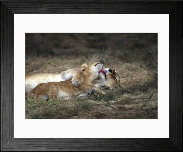 Framed Print : Lion. LA-8785. Affectionate lions. Panthera leo. Jean-Michel Labat. Framed Print : Lion. LA-8785. Affectionate lions. Panthera leo. Jean-Michel Labat.