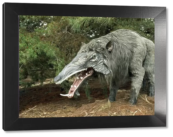 Prehistoric Reconstruction - Giant Warthog - height 7 ft - lengh 11 ft - weight 2000 lb - Great Plains USA - Oligocene period