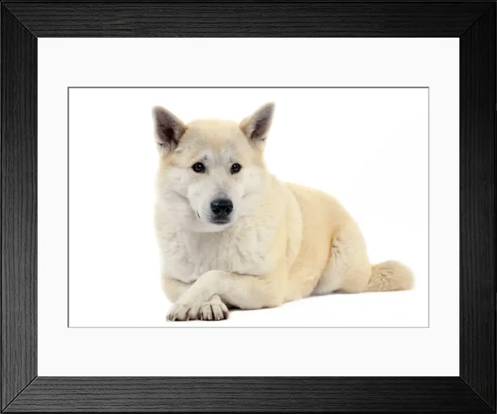 Framed Print : Canaan Dog