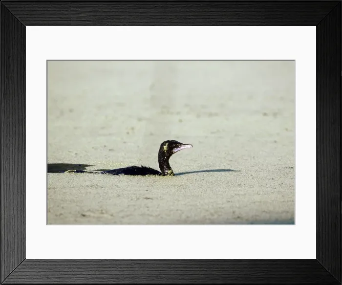 Framed Print : Little Cormorant Framed Print : Little Cormorant