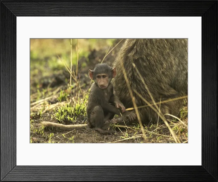 Framed Print : Olive Baboon LA 605 Baby sitting down next to parent Papio hamadryas anubis © J. M. Labat / ardea. com Framed Print : Olive Baboon LA 605 Baby sitting down next to parent Papio hamadryas anubis © J. M. Labat / ardea. com