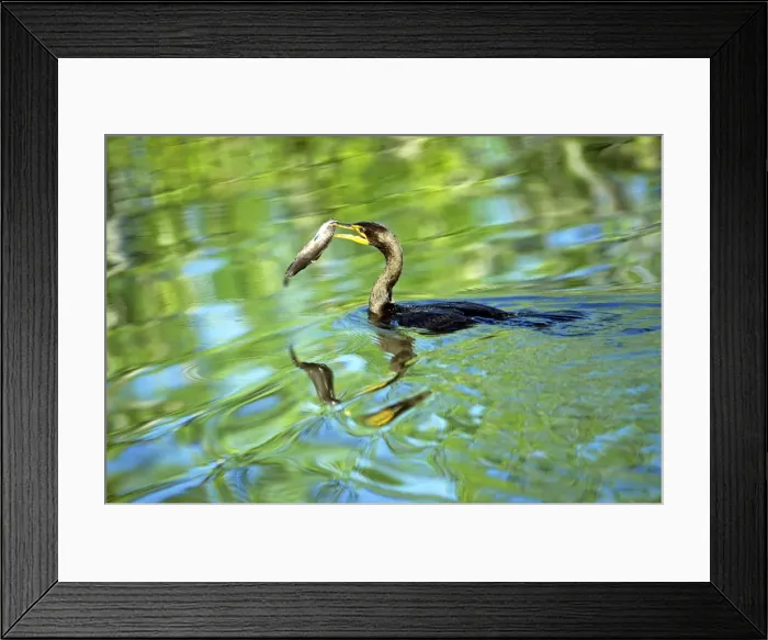 Framed Print : Crested Cormorant - with fish in beak - Everglades National Park Framed Print : Crested Cormorant - with fish in beak - Everglades National Park