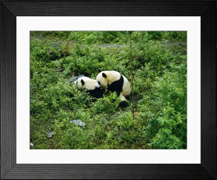 Framed Print : Giant Panda - mating attempt - Sichuan - China Framed Print : Giant Panda - mating attempt - Sichuan - China