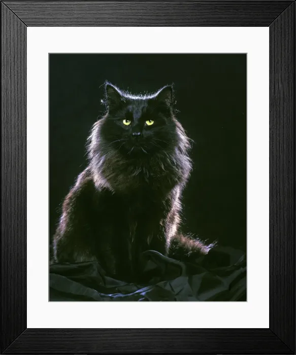 Framed Print : Norwegian Forest Cat Framed Print : Norwegian Forest Cat