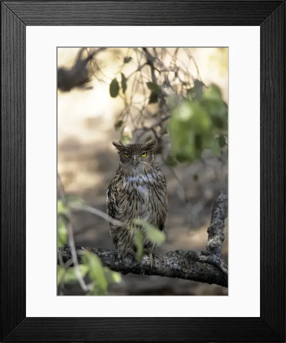 Framed Print : Brown Fish Owl - Ranthambhore National Park - India Framed Print : Brown Fish Owl - Ranthambhore National Park - India