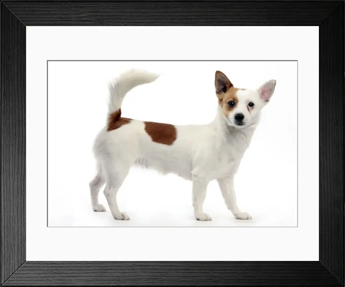 Framed Print : Podengo Portuguese Dog Framed Print : Podengo Portuguese Dog