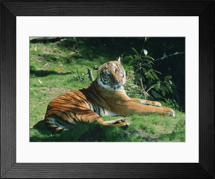 Framed Print : Indo-chinese Tiger KFO 1547 South East Asia Panthera tigris corbetti © Kenneth W. Fink / ARDEA LONDON Framed Print : Indo-chinese Tiger KFO 1547 South East Asia Panthera tigris corbetti © Kenneth W. Fink / ARDEA LONDON