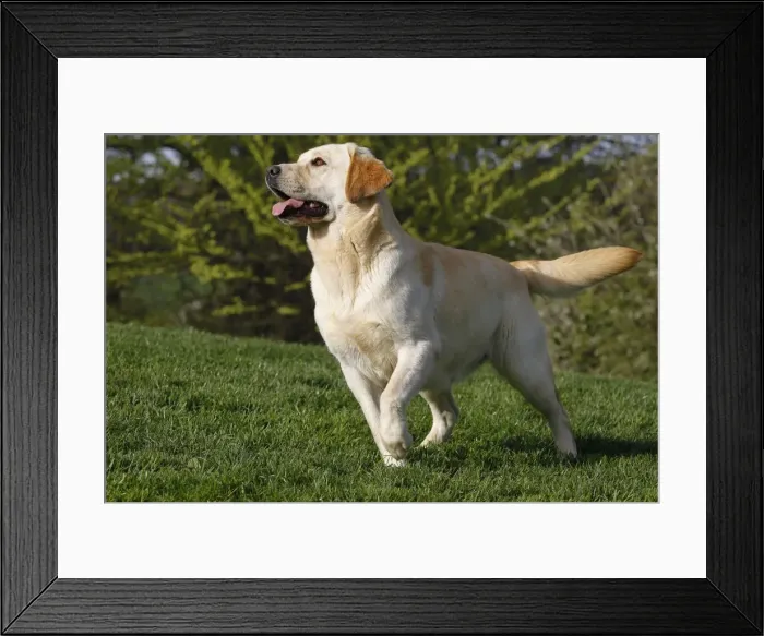 Framed Print : Dog - Labrador in garden Framed Print : Dog - Labrador in garden
