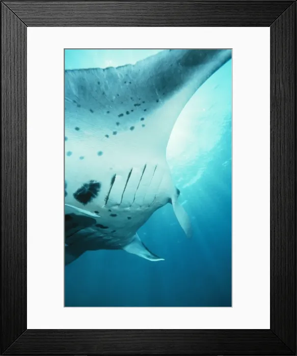 Framed Print : Manta / Devil Ray KA 69 Red Sea Manta birostris © Kurt Amsler / ardea. com Framed Print : Manta / Devil Ray KA 69 Red Sea Manta birostris © Kurt Amsler / ardea. com