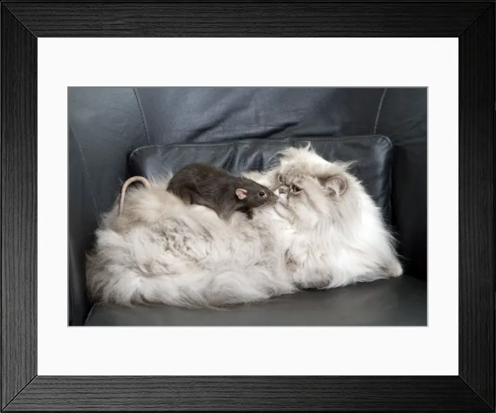 Framed Print : Persian Blue Colourpoint Cat - and Rat Framed Print : Persian Blue Colourpoint Cat - and Rat