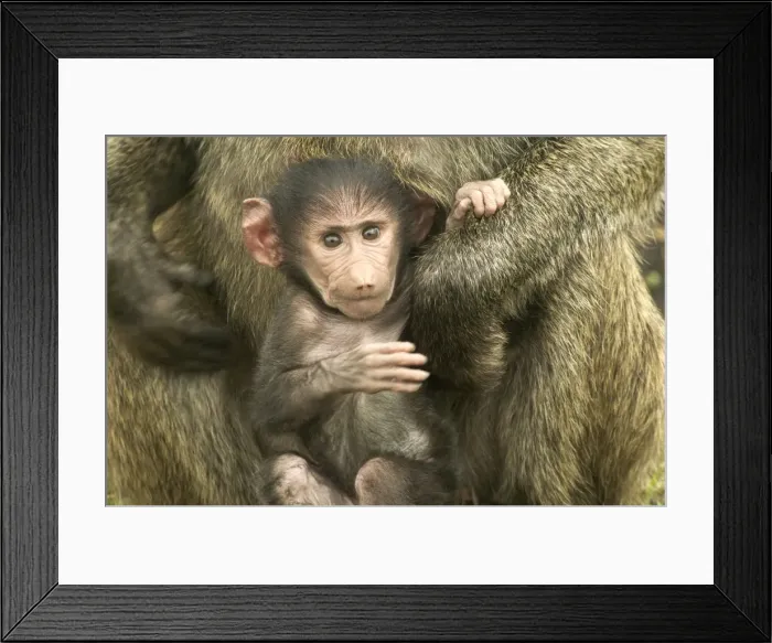 Framed Print : Olive Baboon LA 608 Baby in arms of parent Papio hamadryas anubis © J. M. Labat / ardea. com Framed Print : Olive Baboon LA 608 Baby in arms of parent Papio hamadryas anubis © J. M. Labat / ardea. com
