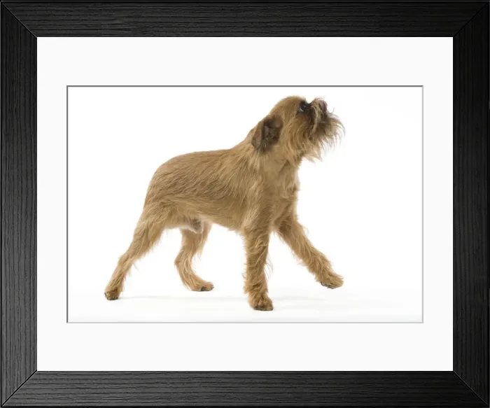 Framed Print : Dog - Brussels Griffon Framed Print : Dog - Brussels Griffon