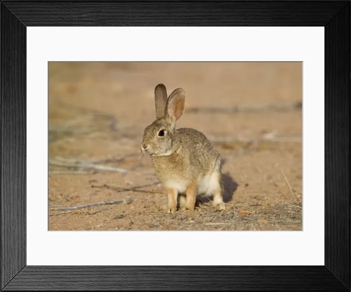 Framed Print : Desert Cottontail Rabbit - Southeast Arizona - April - USA Framed Print : Desert Cottontail Rabbit - Southeast Arizona - April - USA
