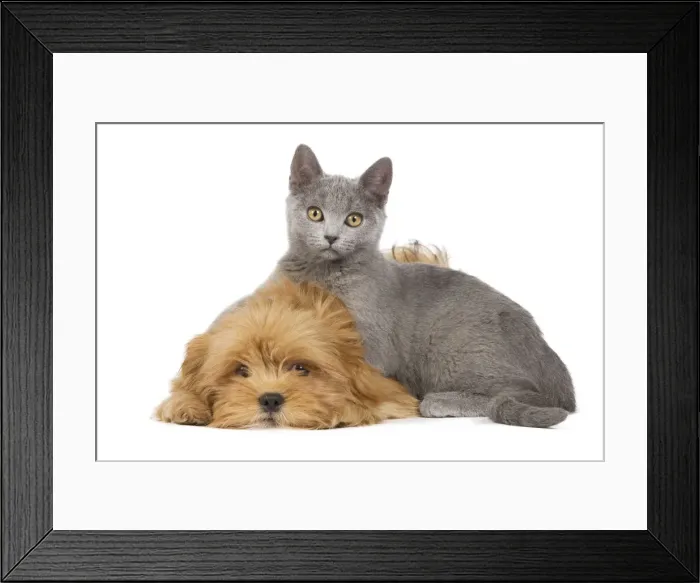 Framed Print : Dog & Cat - Lhassa Apso puppy with Chartreux Kitten in studio Framed Print : Dog & Cat - Lhassa Apso puppy with Chartreux Kitten in studio