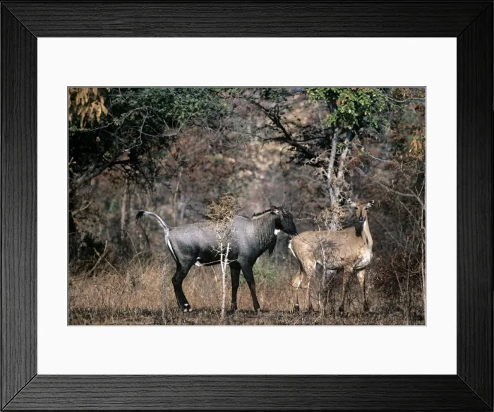 Framed Print : Nilgai - Panna National Park - India Framed Print : Nilgai - Panna National Park - India