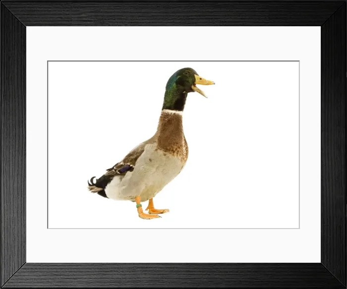 Framed Print : Rouen Duck - domestic - quaking Framed Print : Rouen Duck - domestic - quaking