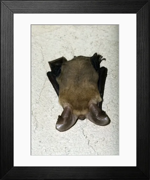 Framed Print : Pallid Bat Framed Print : Pallid Bat