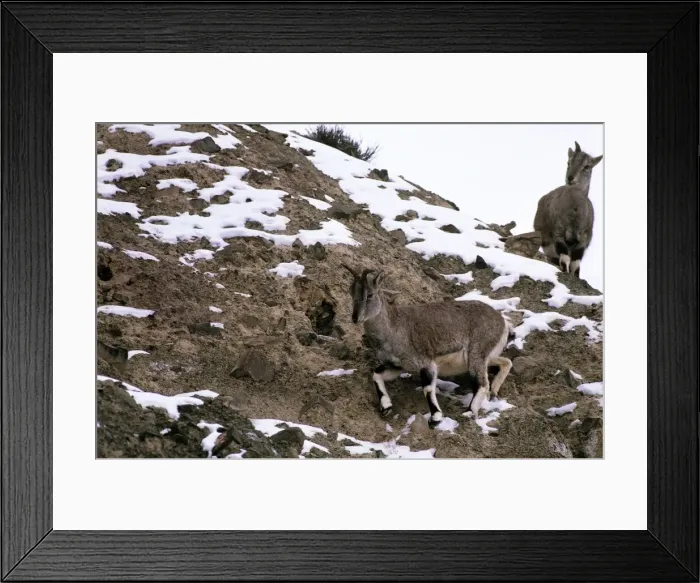 Framed Print : Blue Sheep / Bharal - Ladakh - Jammu & Kashmir - India Framed Print : Blue Sheep / Bharal - Ladakh - Jammu & Kashmir - India