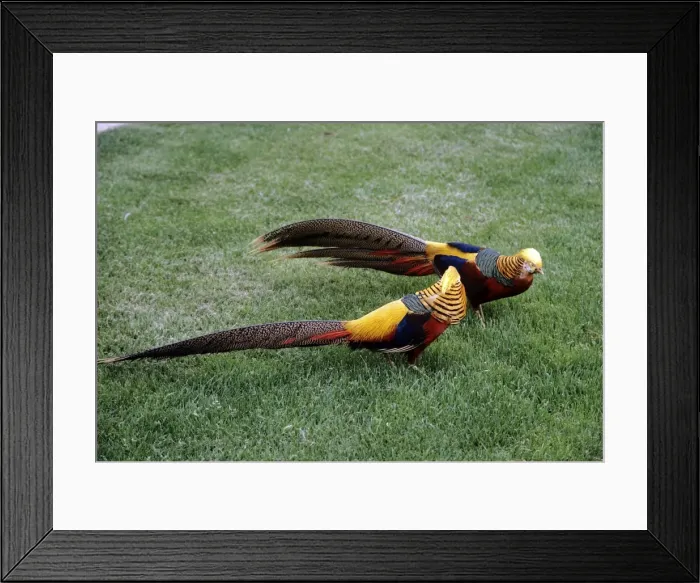 Framed Print : Golden Pheasants - two males Framed Print : Golden Pheasants - two males