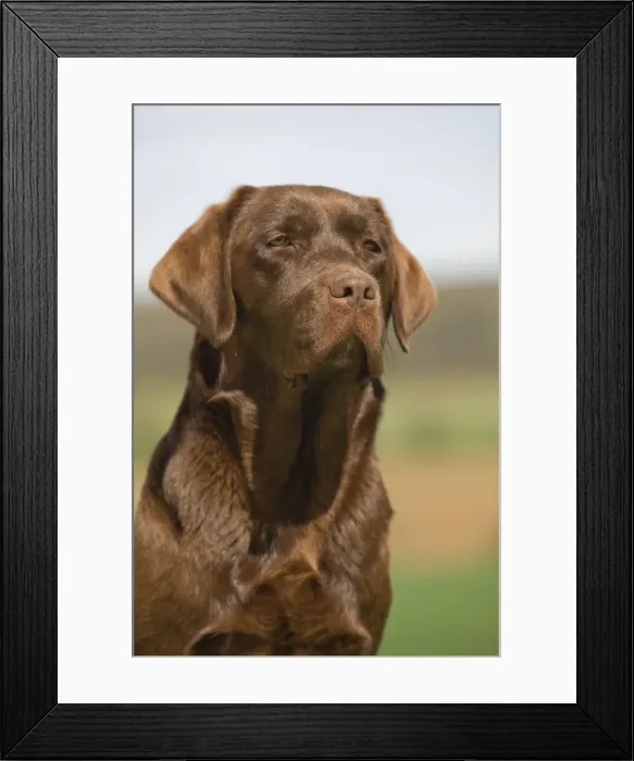 Framed Print : Dog - Chocolate Labrador outside Framed Print : Dog - Chocolate Labrador outside