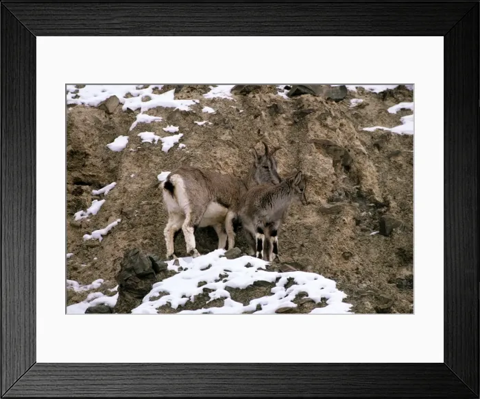 Framed Print : Blue Sheep / Bharal - female and young - Ladakh - Jammu & Kashmir - India Framed Print : Blue Sheep / Bharal - female and young - Ladakh - Jammu & Kashmir - India