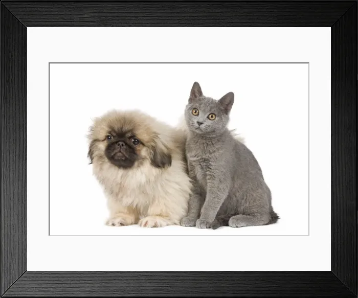 Framed Print : Dog & Cat - Pekingese puppy in studio with Chartreux kitten Framed Print : Dog & Cat - Pekingese puppy in studio with Chartreux kitten