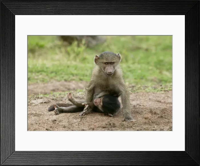 Framed Print : Olive Baboons LA 609 Young playing together Papio hamadryas anubis © J. M. Labat / ardea. com Framed Print : Olive Baboons LA 609 Young playing together Papio hamadryas anubis © J. M. Labat / ardea. com
