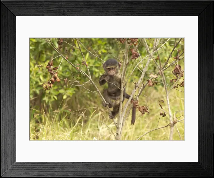 Framed Print : Olive Baboon LA 606 Baby climbing tree Papio hamadryas anubis © J. M. Labat / ardea. com Framed Print : Olive Baboon LA 606 Baby climbing tree Papio hamadryas anubis © J. M. Labat / ardea. com