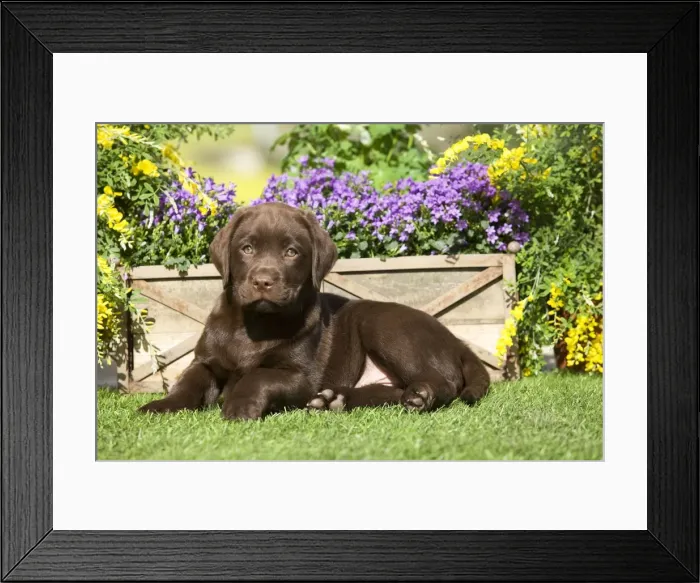 Framed Print : Dog - Chocolate Labrador puppy outside in garden Framed Print : Dog - Chocolate Labrador puppy outside in garden