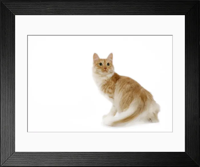 Framed Print : Cat - Turkish Angora - red mackerel tabby in studio Framed Print : Cat - Turkish Angora - red mackerel tabby in studio