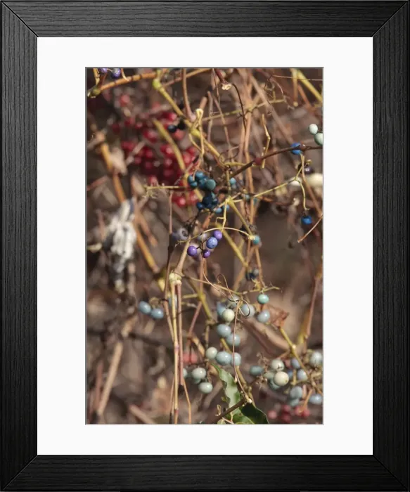 Framed Print : Porcelain Berry - perennial vine that is an ECOLOGICAL THREAT and is a vigorous invader of open and wooded habitats in northeastern and eastern North America - USA Framed Print : Porcelain Berry - perennial vine that is an ECOLOGICAL THREAT and is a vigorous invader of open and wooded habitats in northeastern and eastern North America - USA