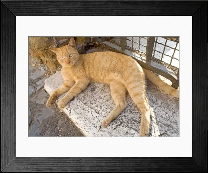 Framed Print : Cat - Ginger cat lying down on stone step Framed Print : Cat - Ginger cat lying down on stone step
