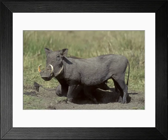 Framed Print : Warthog. LA-8767. Warthog. Phacochoerus aethiopicus. Jean-Michel Labat. Framed Print : Warthog. LA-8767. Warthog. Phacochoerus aethiopicus. Jean-Michel Labat.