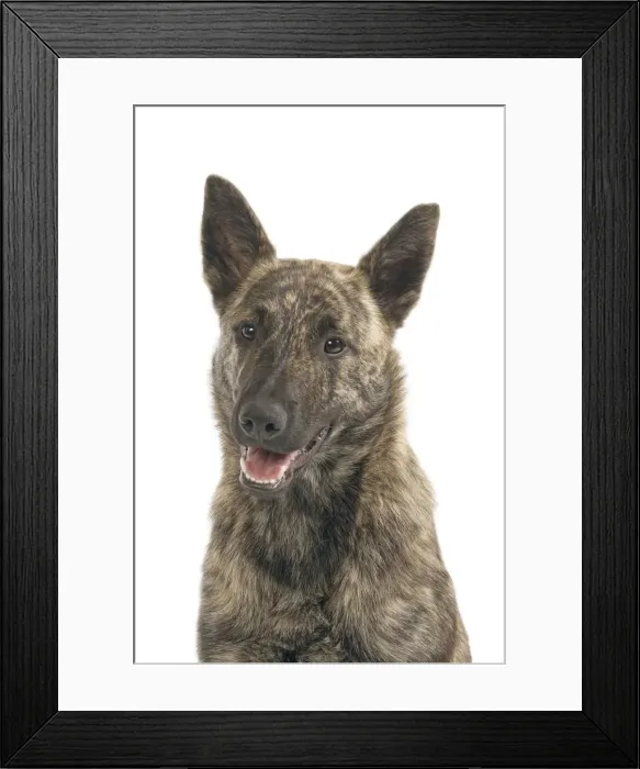 Framed Print : Dutch Shepherd Short Hair Dog Framed Print : Dutch Shepherd Short Hair Dog