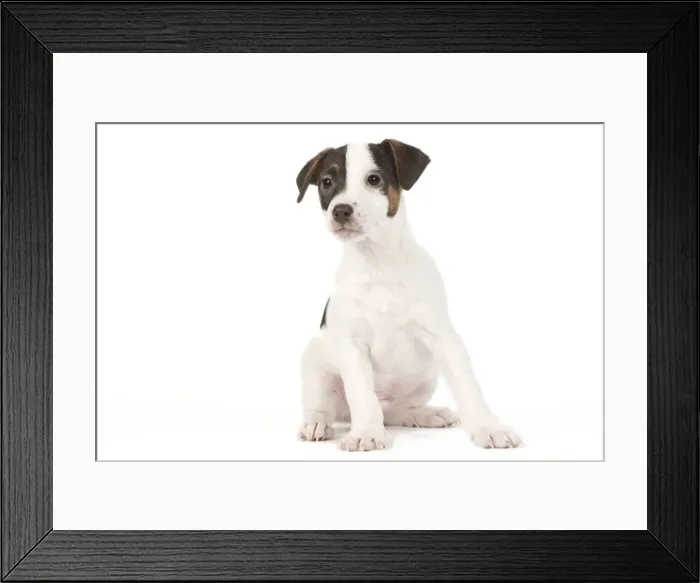 Framed Print : Dog - Jack Russell puppy in studio