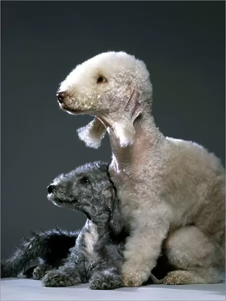 Bedlington Terrier Dogs