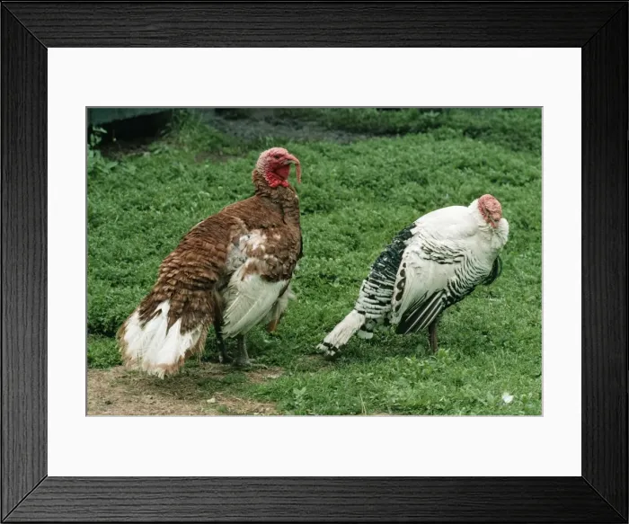 Framed Print : Domestic Turkeys - Bourbon Red (left) & Royal Palm, both male Framed Print : Domestic Turkeys - Bourbon Red (left) & Royal Palm, both male